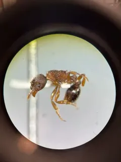 Eroded Ant thumbnail 3