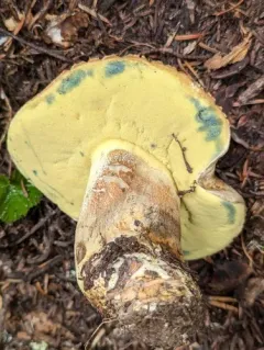 Caloboletus frustosus thumbnail 3