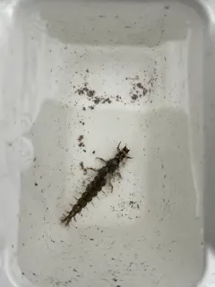 Rhyacophila fuscula thumbnail 2