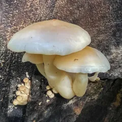 Beech Mushroom thumbnail 4