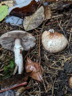 Agaricus depauperatus thumbnail 1