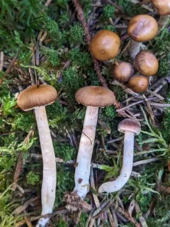 Cortinarius obtusorum thumbnail 3