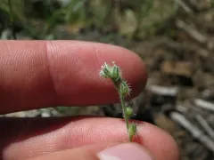 side-grooved cryptantha thumbnail 3