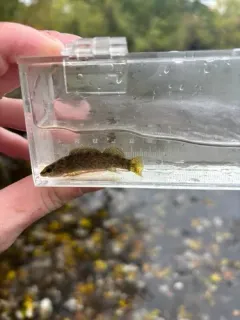 Spotted Darter thumbnail 4