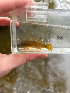 Bluebreast Darter thumbnail 4