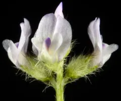 Gambel's milkvetch thumbnail 3