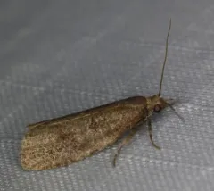 Epinotia myricana thumbnail 3