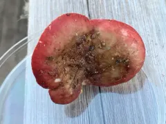 bleached brittlegill thumbnail 1