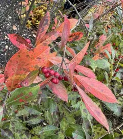 red chokeberry thumbnail 2