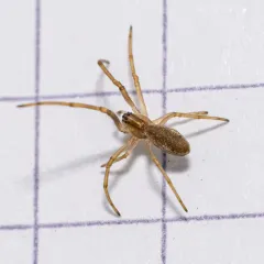 Silver Long-jawed Orbweaver thumbnail 4