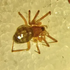 Zebra Thin Sheetweaver thumbnail 2