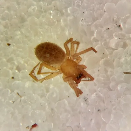 Sciastes truncatus