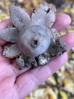 crowned earthstar thumbnail 2