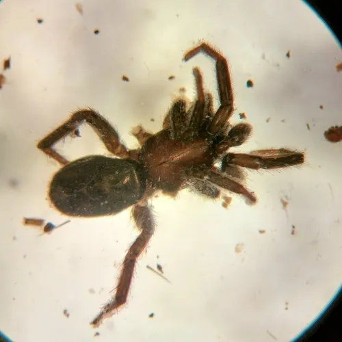 Zelotes puritanus