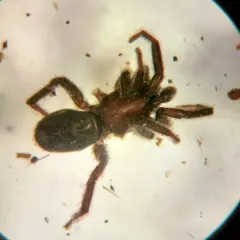 Zelotes puritanus thumbnail 1