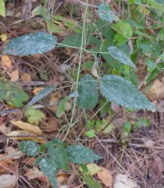 Nettle Powdery Mildew thumbnail 4