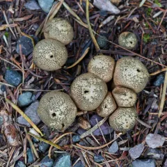 Dusky Puffball thumbnail 4