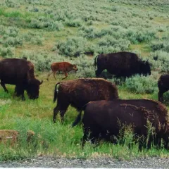 American Bison thumbnail 4
