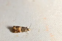Lobesia spiraeae thumbnail 2