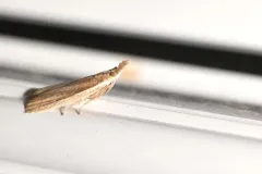 Sandhill Knot-horn thumbnail 3