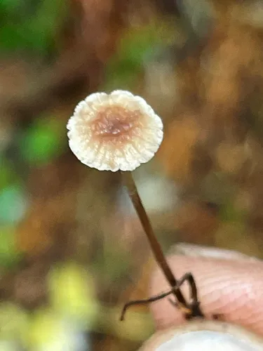 Mycetinis applanatipes