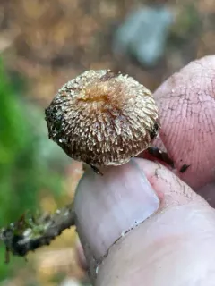 Inocybe griseoscabrosa thumbnail 2