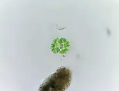 Gomphosphaeria aponina thumbnail 3