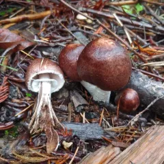 Wine-colored Agaricus thumbnail 3