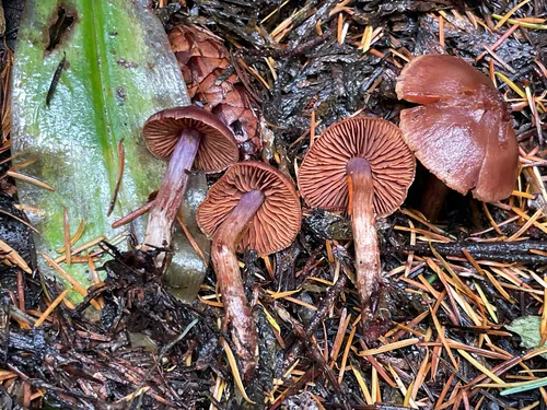 Cortinarius flammeouraceus