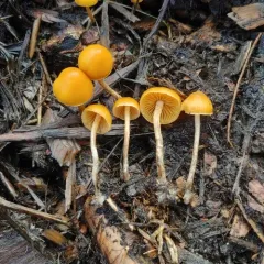 Brownlegged Bell thumbnail 3