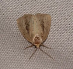 Northern Cordgrass Borer Moth thumbnail 2