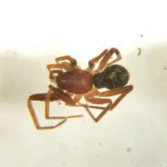 Glossy Ant-spider thumbnail 3