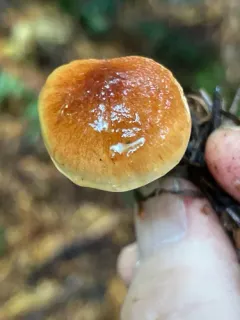 Pholiota lubrica thumbnail 2