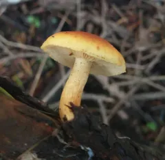 Gymnopilus aurantiophyllus thumbnail 3