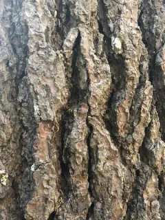 red fir thumbnail 3