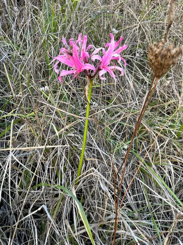 Cornish Lily