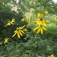 cutleaf coneflower thumbnail 5