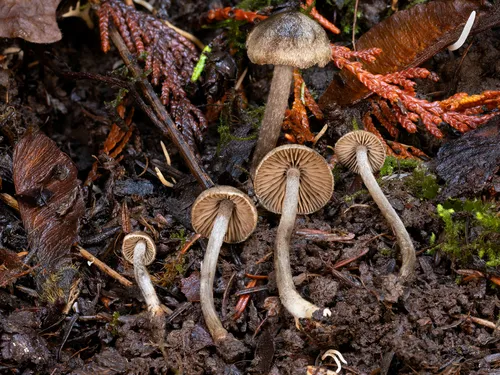 Entoloma alissae