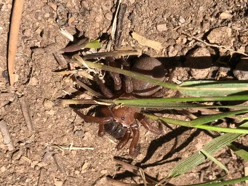 Antrodiaetus montanus
