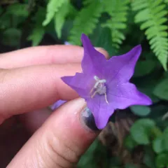 Creeping Bellflower photo