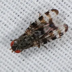 Pseudotephritis approximata thumbnail 3