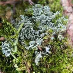 Stalkless Cladonia thumbnail 1
