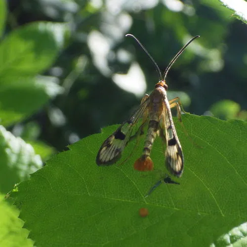 Maple Callus Borer Moth