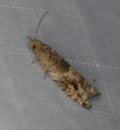 Holly Tortrix thumbnail 4