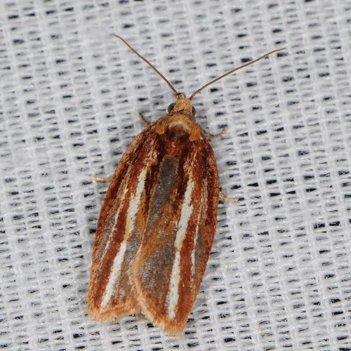 Eastern Black-headed Budworm Moth