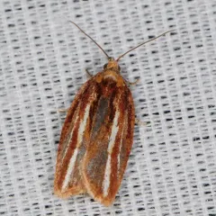 Eastern Black-headed Budworm Moth thumbnail 1