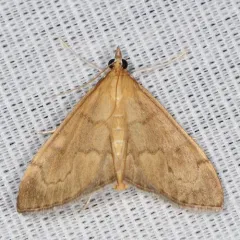Anania mysippusalis thumbnail 4