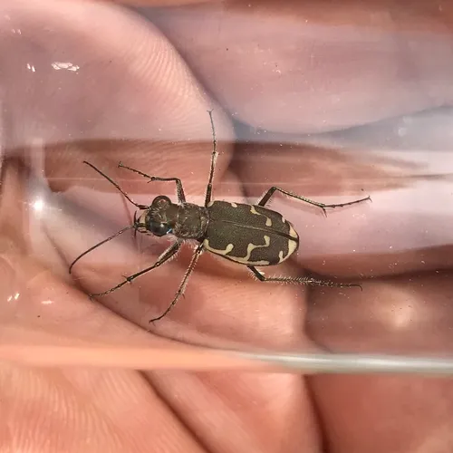 Bronzed Tiger Beetle