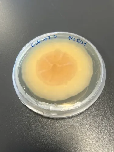 Paraphaeosphaeria sporulosa