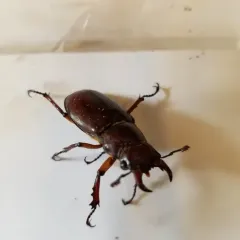 Reddish-brown Stag Beetle thumbnail 4